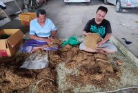 Tumpukan tembakau Madura tahun 2025 yang telah melalui proses pengeringan dan seleksi ketat sebelum dipasarkan.
