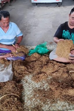 Tembakau Madura Kualitas Super Siap Dipasarkan, Stok 12 Ton dari Desa Talang Saronggi Sumenep