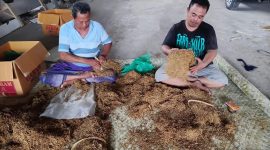 Tumpukan tembakau Madura tahun 2025 yang telah melalui proses pengeringan dan seleksi ketat sebelum dipasarkan.
