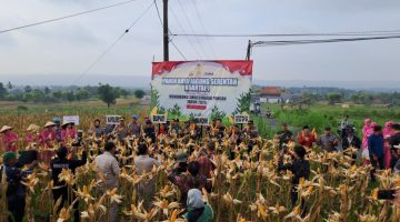 Panen Raya Jagung Jadi Bukti Sinergi Sumenep Perkuat Ketahanan Pangan