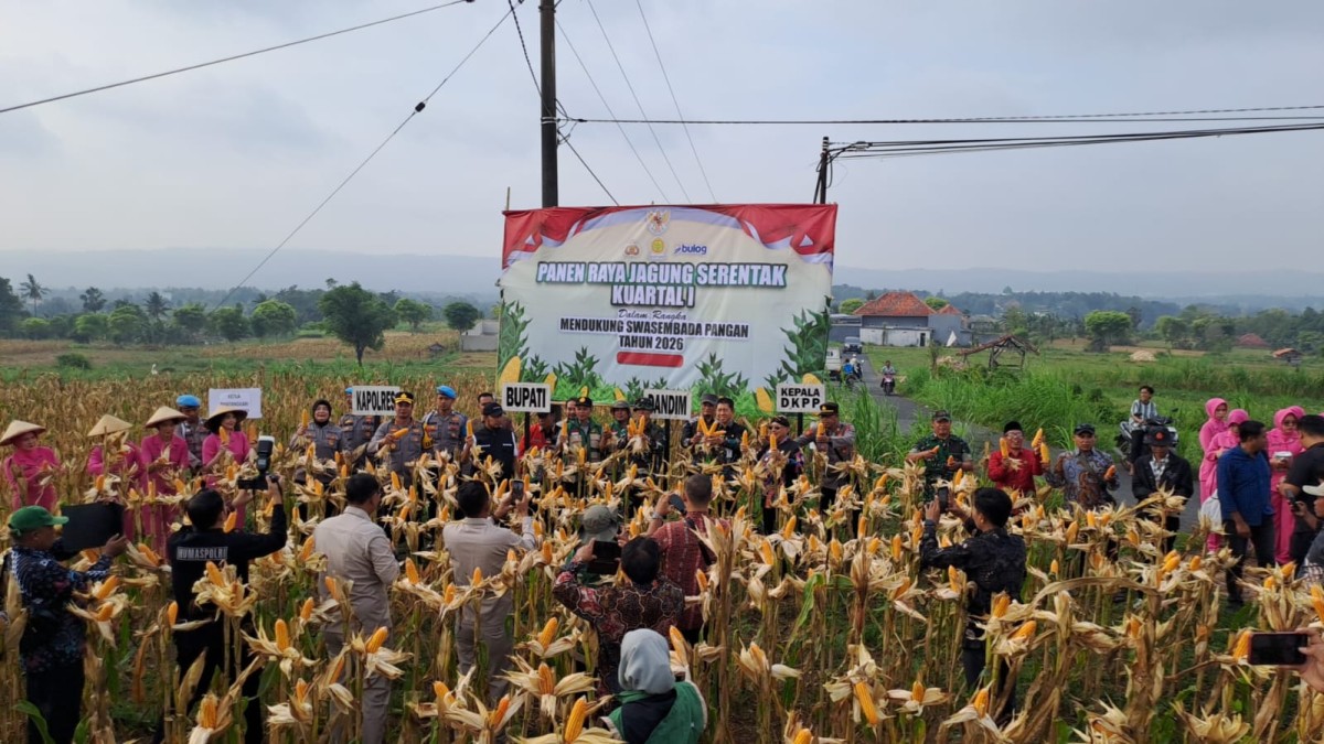 Panen Raya Jagung Jadi Bukti Sinergi Sumenep Perkuat Ketahanan Pangan
