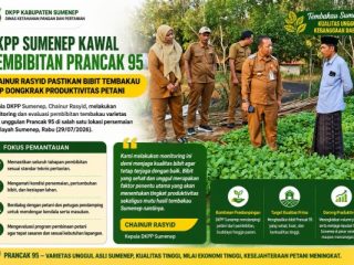 Jaga Daya Saing Tembakau Lokal, DKPP Sumenep Terapkan Monitoring Ketat Pembibitan Prancak 95 Sejak Fase Persemaian