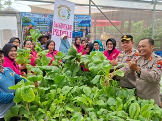 Ketahanan Pangan Berbasis Urban Farming, Polsek Krembangan Panen Sawi dan Tabur Lele